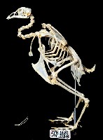 藏品(雞)的圖片